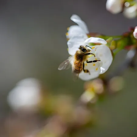 Haus Am Nunzenberg Kressbronn am Bodensee