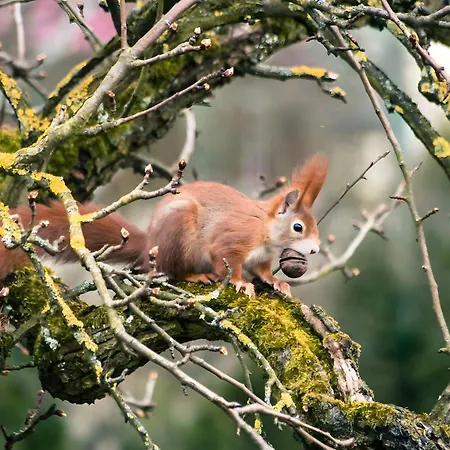 Haus Am Nunzenberg Appartement